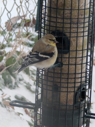 American Goldfinch