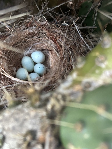 Looking down at a bowl shaped birds nest built between two cactus pads. The nest has an outer layer of sticks and an inner layer of grasses. The are five light blue speckled eggs in the bottom of the nest. 