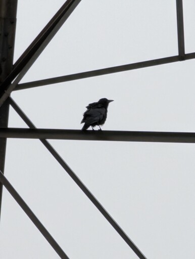 Fish Crow