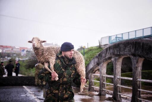 Portuguese military rescueing a sheep during floods in Leiria area