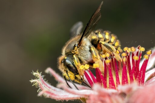 Black and yellow solitary bee on a pink flower