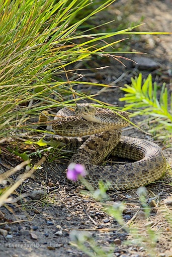 A Prarie Rattlesnake reared up after being spooked while on the trail.
