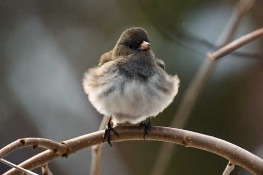 Fluffy Dark-eyed Junco