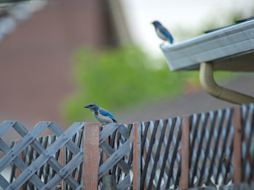 Two blue jay's one sitting on the fence and the other in the background out of focus sitting on the roof