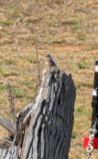 Eastern Bluebird