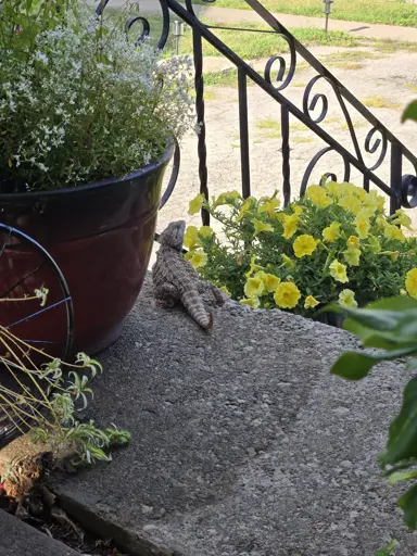 A tan and brown bearded dragon sits on a stone front porch, peering out towards the neighborhood. Two potted plants, one with white flowers and the other with yellow petunias, are behind the dragon. A wrought iron railing is visible in the background.