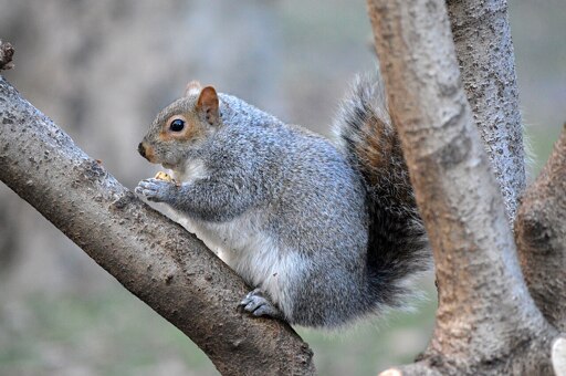 A fat eastern grey squirrel sits on a branch, holding some food in its paws