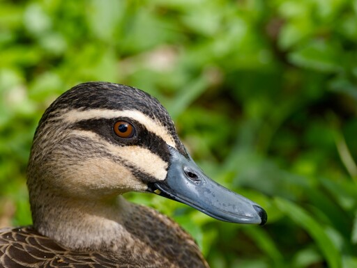 Close-up profile photograph of a Pacific Black Duck showing its distinctive head pattern with bold black and cream stripes, bright orange-brown eye, and dark grey bill. The duck's brown patterned plumage is visible on its neck and shoulder. Background consists of soft-focus green vegetation in bright daylight.