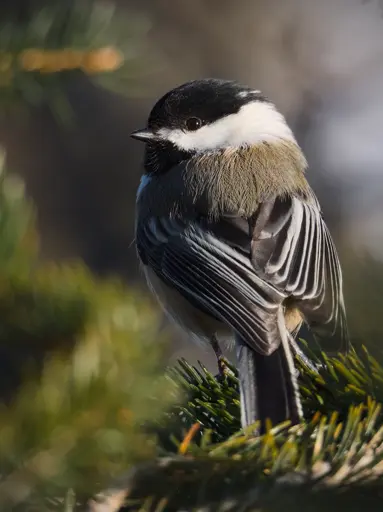 The ever vigilant chickadee [OC]