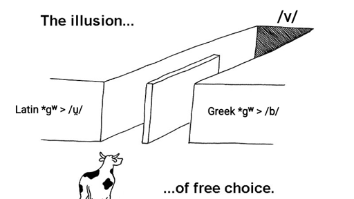 “The illusion of free choice” meme. A cartoon cow stands before entrances to two merging corridors. The left entrance is labeled “Latin *gʷ > /u̯/” and the right one – “Greek *gʷ > /b/.” Their common end is labeled “/v/.”