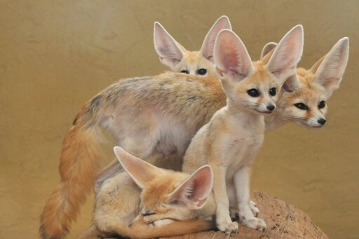 Four fennecs on top of a rock. Three are sitting or standing, looking off to the side. The fourth is sleeping, curled underneath the others.