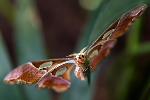 Large red and white moth with prominent antennae looking cute