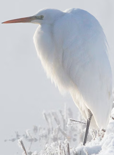 its a great egret 